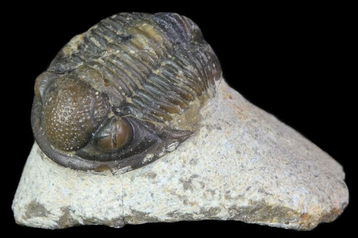 Bargain, Gerastos Trilobite Fossil - Morocco #69119